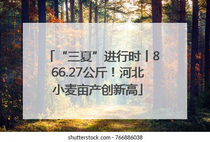 “三夏”进行时丨866.27公斤！河北小麦亩产创新高