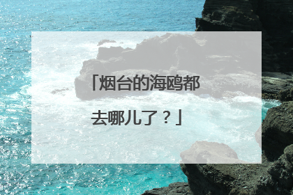 烟台的海鸥都去哪儿了？