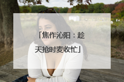 焦作沁阳：趁天抢时麦收忙
