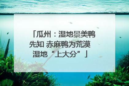 瓜州：湿地景美鸭先知 赤麻鸭为荒漠湿地“上大分”