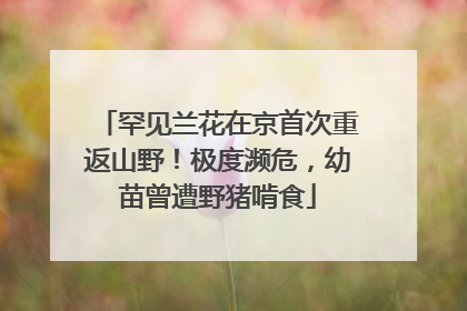 罕见兰花在京首次重返山野！极度濒危，幼苗曾遭野猪啃食