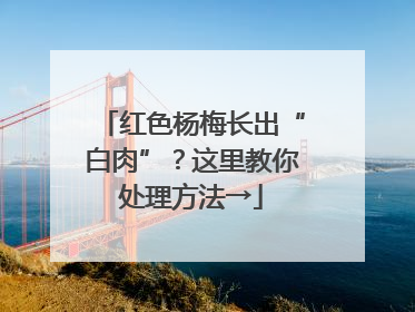 红色杨梅长出“白肉”？这里教你处理方法→