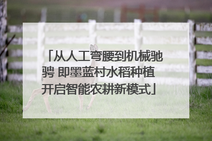 从人工弯腰到机械驰骋 即墨蓝村水稻种植开启智能农耕新模式