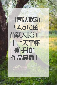 司法联动！4万尾鱼苗跃入长江｜“天平杯·随手拍”作品展播