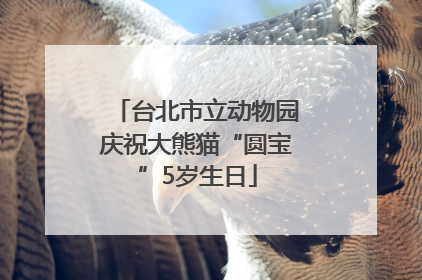 台北市立动物园庆祝大熊猫“圆宝”5岁生日