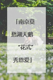 南京莫愁湖天鹅“花式”秀恩爱