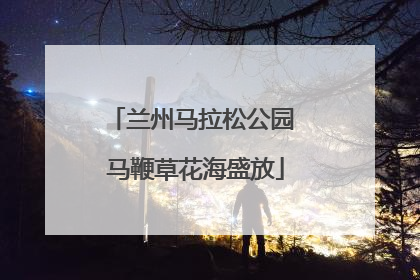 兰州马拉松公园 马鞭草花海盛放