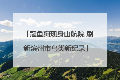 冠鱼狗现身山航院 刷新滨州市鸟类新纪录
