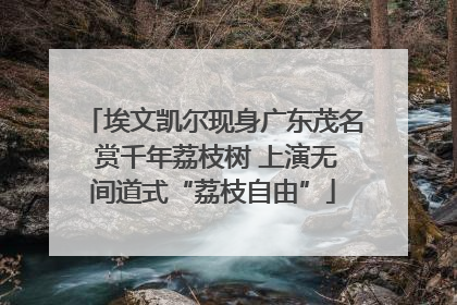 埃文凯尔现身广东茂名 赏千年荔枝树 上演无间道式“荔枝自由”