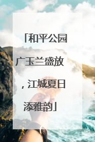 和平公园广玉兰盛放，江城夏日添雅韵