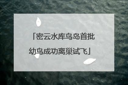 密云水库鸟岛首批幼鸟成功离巢试飞