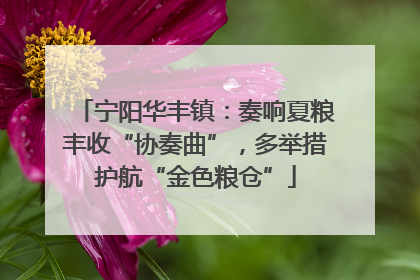 宁阳华丰镇：奏响夏粮丰收“协奏曲”，多举措护航“金色粮仓”