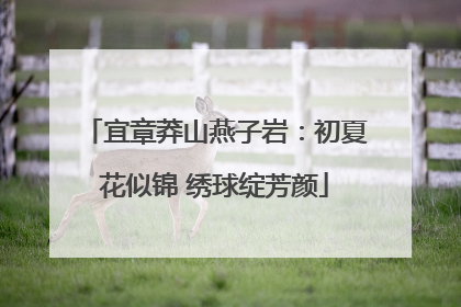 宜章莽山燕子岩：初夏花似锦 绣球绽芳颜