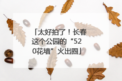 太好拍了！长春这个公园的“520花墙”火出圈