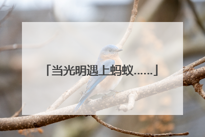 当光明遇上蚂蚁……