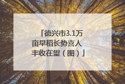 德兴市3.1万亩早稻长势喜人 丰收在望（图）