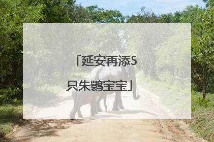 延安再添5只朱鹮宝宝