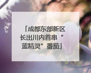 成都东部新区长出川内首串“蓝精灵”番茄