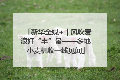 新华全媒+｜风吹麦浪好“丰”景——多地小麦机收一线见闻