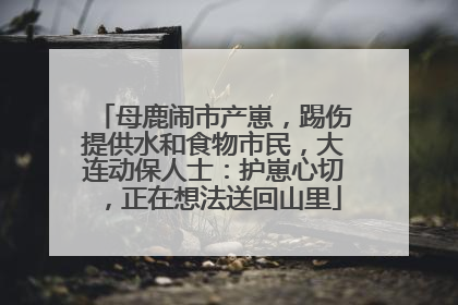 母鹿闹市产崽，踢伤提供水和食物市民，大连动保人士：护崽心切，正在想法送回山里