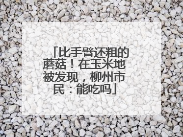 比手臂还粗的蘑菇！在玉米地被发现，柳州市民：能吃吗