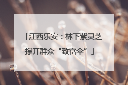 江西乐安：林下紫灵芝撑开群众“致富伞”