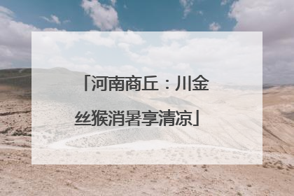 河南商丘：川金丝猴消暑享清凉