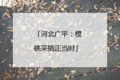 河北广平：樱桃采摘正当时