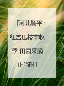 河北顺平：红杏压枝丰收季 田园采摘正当时
