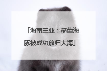海南三亚：糙齿海豚被成功放归大海