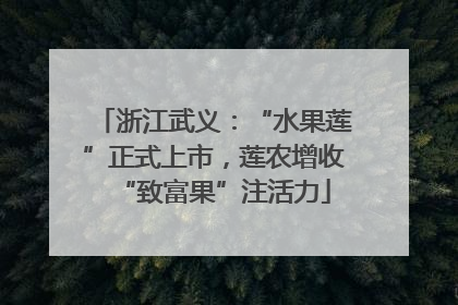 浙江武义：“水果莲”正式上市，莲农增收“致富果”注活力