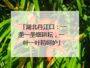 湖北丹江口：一垄一垄细耕耘，一叶一叶精呵护