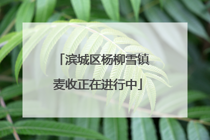 滨城区杨柳雪镇麦收正在进行中