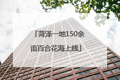 菏泽一地150余亩百合花海上线