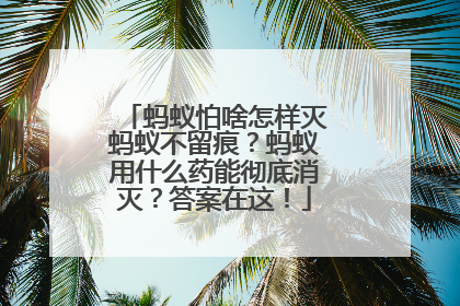 蚂蚁怕啥怎样灭蚂蚁不留痕？蚂蚁用什么药能彻底消灭？答案在这！