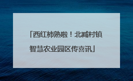 西红柿熟啦！北臧村镇智慧农业园区传喜讯