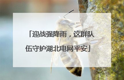 迎战强降雨，这群队伍守护湖北电网平安