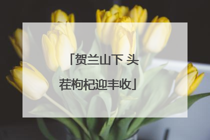 贺兰山下 头茬枸杞迎丰收
