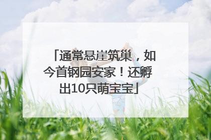 通常悬崖筑巢，如今首钢园安家！还孵出10只萌宝宝