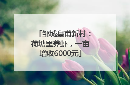 邹城皇甫新村：荷塘里养虾，一亩增收6000元