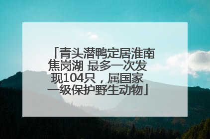 青头潜鸭定居淮南焦岗湖 最多一次发现104只，属国家一级保护野生动物