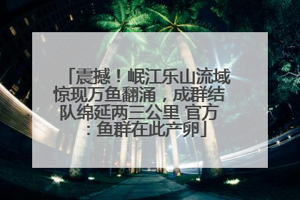 震撼！岷江乐山流域惊现万鱼翻涌，成群结队绵延两三公里 官方：鱼群在此产卵